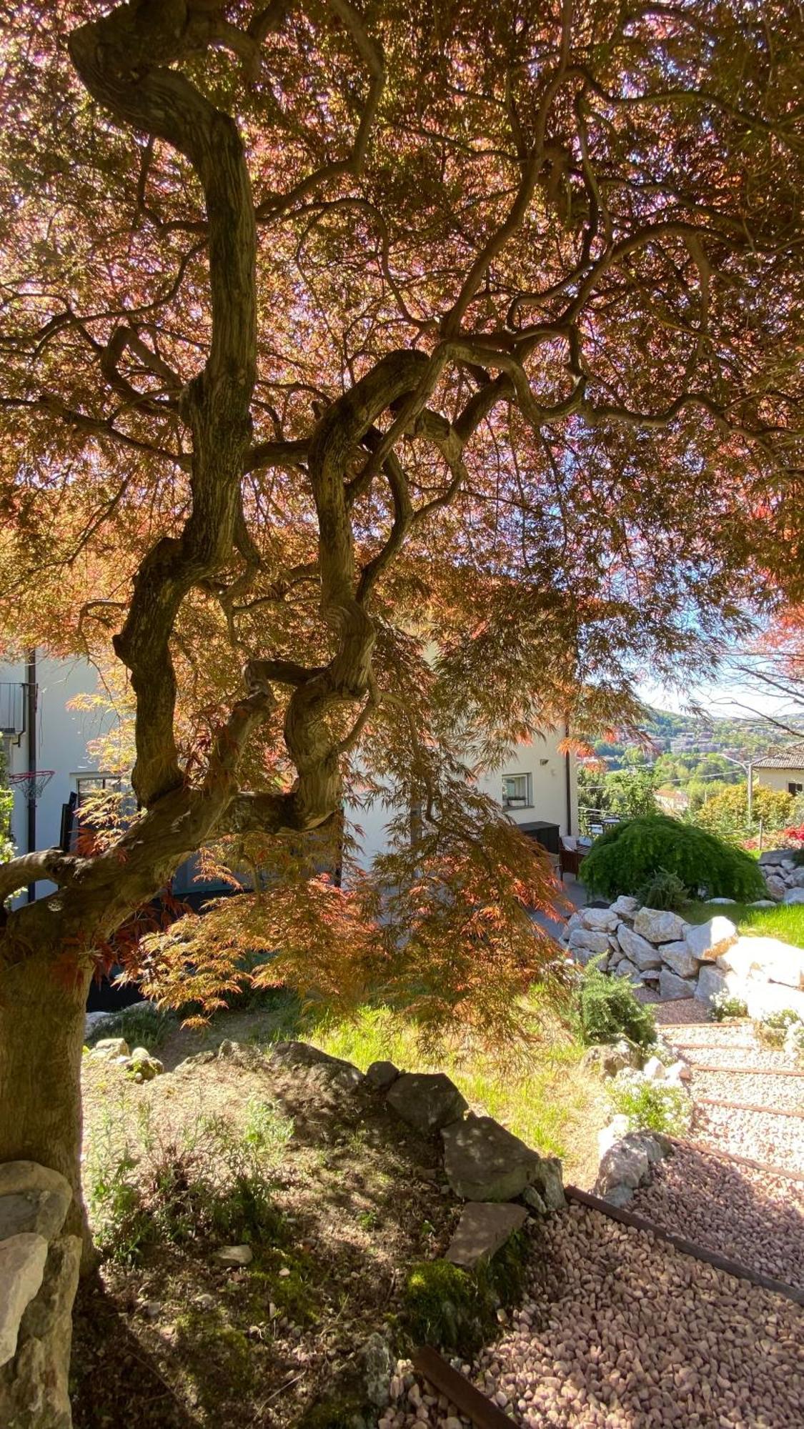 I Faggi Rossi - Red Beech Trees Como Exterior foto